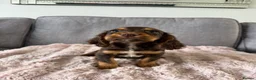 Cocker Spaniel dogs for sale: BEAUTIFUL CHOC AND TAN COCKER PUPS READY NOW!  - Advert 4