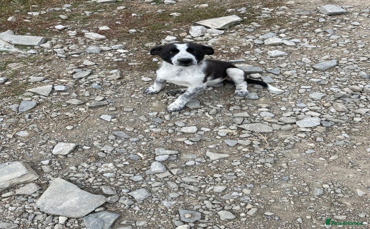 Border Collie dogs - Advert 2