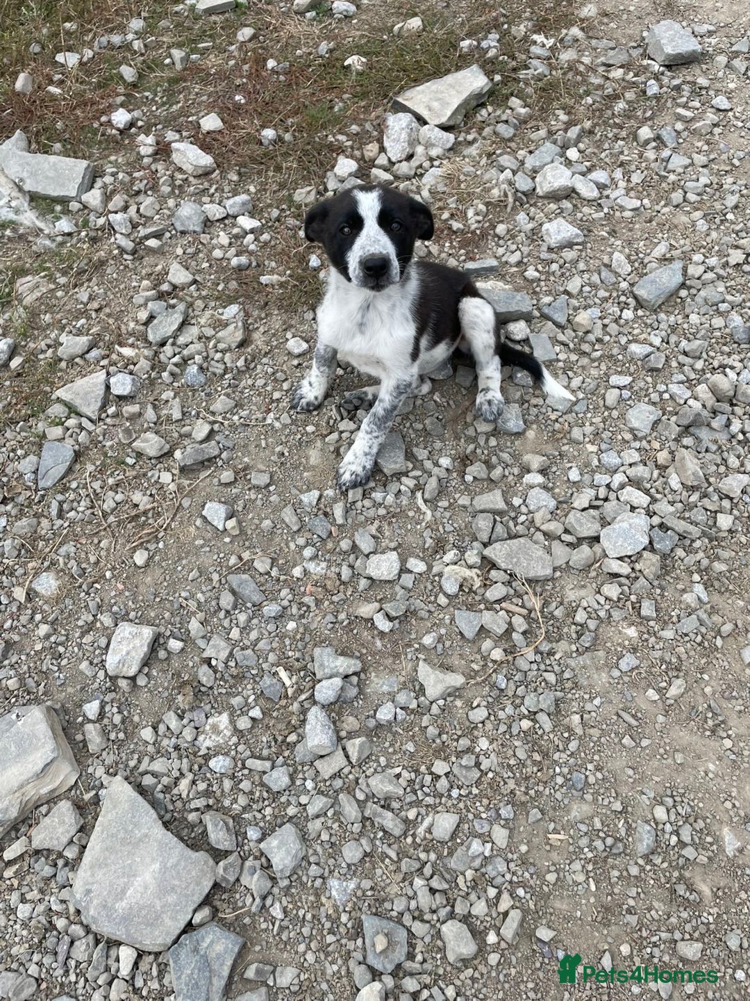 Border Collie dogs for sale:  2 border collie pups looking for new home🐶 - Image 1