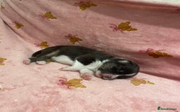 Australian Shepherd dogs for sale: Exceptional Australian Shepherd Puppies - Image 22