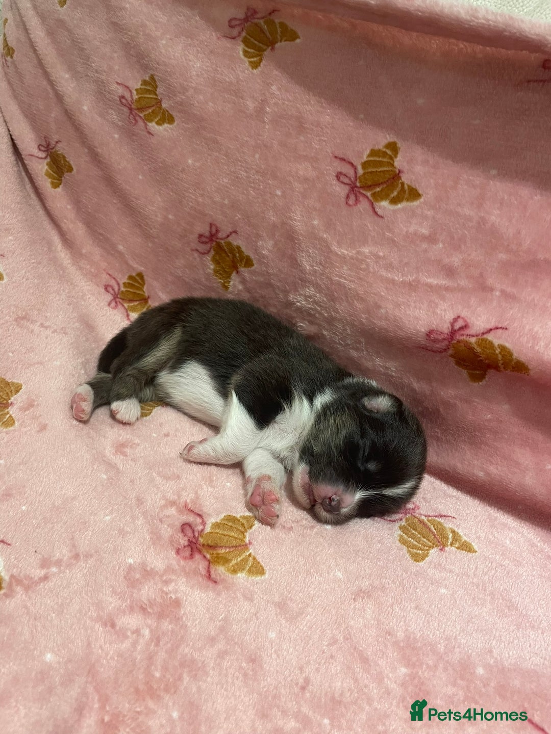 Australian Shepherd dogs for sale: Exceptional Australian Shepherd Puppies - Image 22