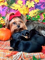 Yorkshire Terrier dogs - Advert 2
