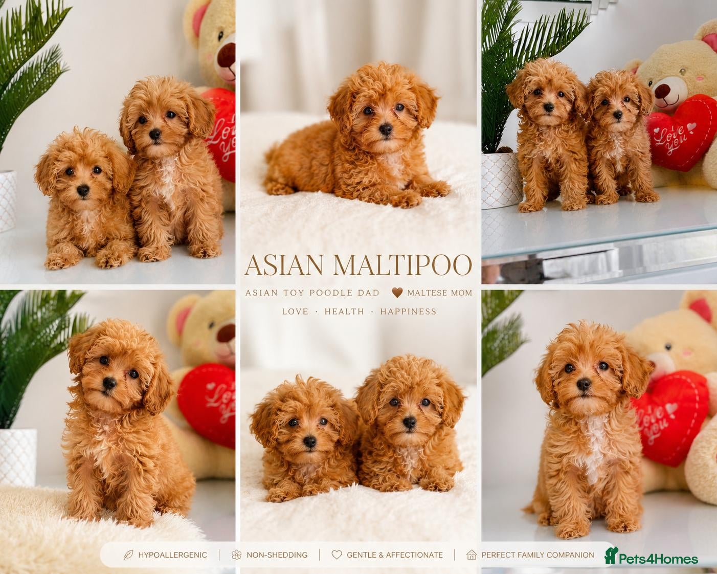 Maltipoo dogs 🔥Extra Tiny Asian maltipoos  🔥READY TO GO🔥  - Advert 1