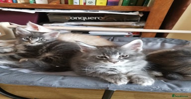 Maine Coon cats - Advert 15