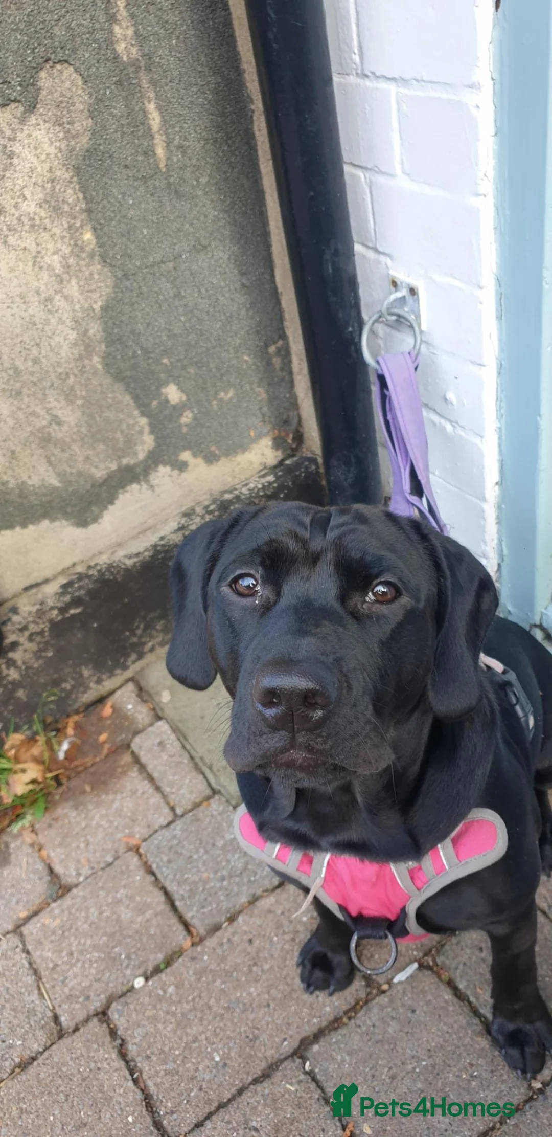 Mixed Breed dogs for sale: Midnight - Female in Stockton-on-Tees - Advert 2