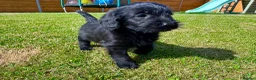 Labradoodle dogs for sale: Beautiful Merle Labradoodle Babies 🐾🐾🐾 - Advert 16