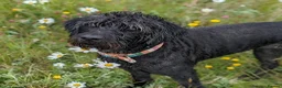 Labradoodle dogs for sale: labradoodle puppies for sale  in Northampton - Advert 9