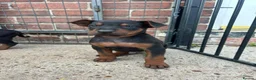 Chinese Red Dog dogs for sale: BEAUIFUL CHINESE RED DOG PUPS - Advert 7