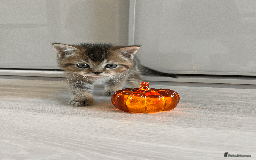 Scottish Fold cats for sale: TICA Pedigree Scottish Straight Boy🐾Rare colour🐾 - Image 6