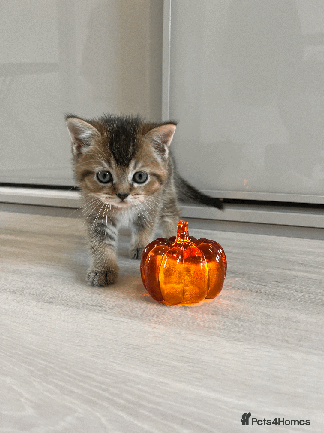 Scottish Fold cats for sale: TICA Pedigree Scottish Straight Boy🐾Rare colour🐾 - Image 6