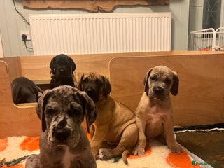 Great Dane dogs - Advert 22