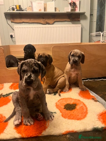 Great Dane dogs - Advert 2