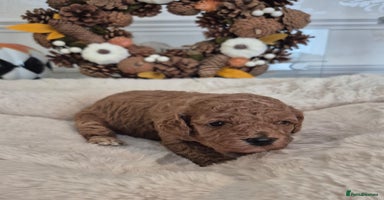 Cavapoo dogs - Advert 7