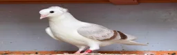 Mixed Breed birds for sale: Quality Pigeons for Sale 🕊️ - Advert 4