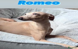 Italian Greyhound dogs for sale: Italian greyhound puppies KC reg European Lineage in Leeds - Image 19