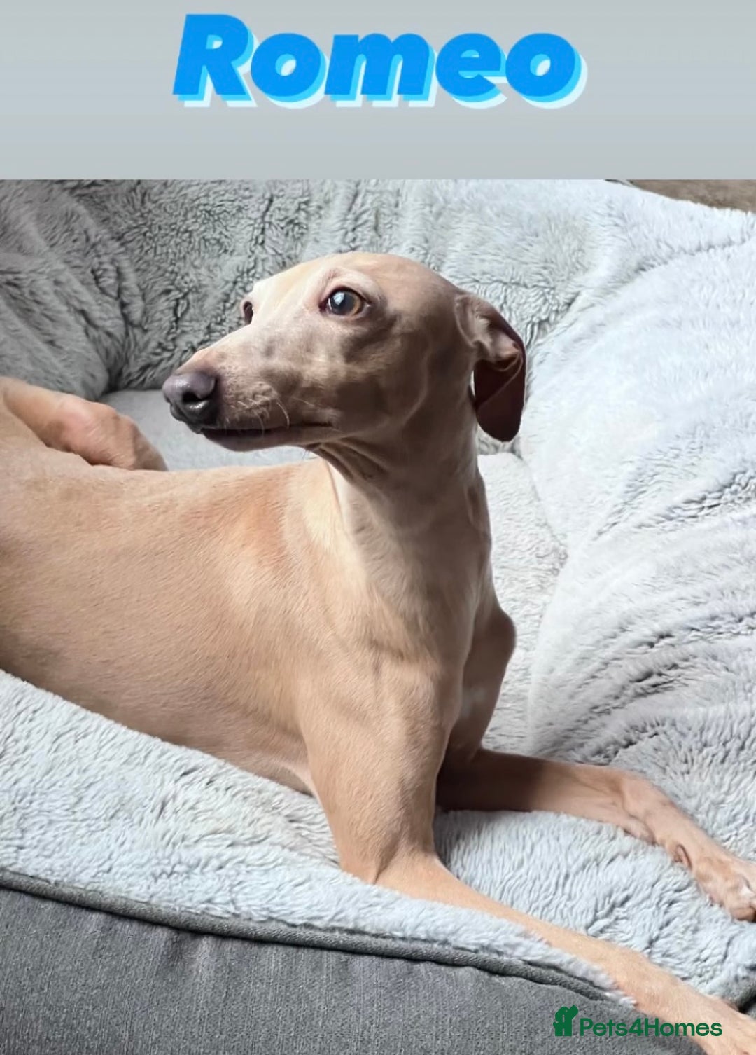 Italian Greyhound dogs for sale: Italian greyhound puppies KC reg European Lineage in Leeds - Image 19