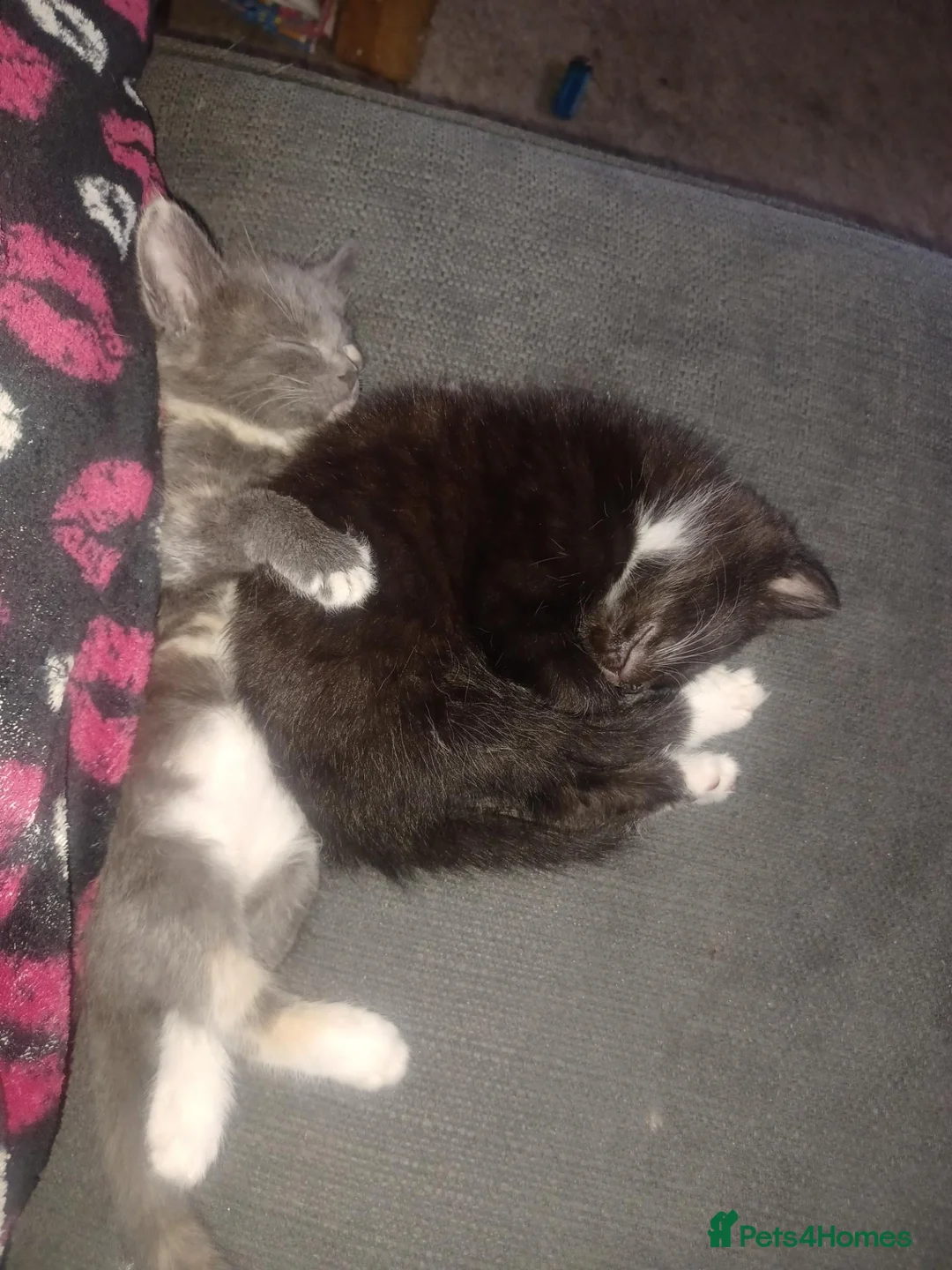 Maine Coon cats for sale: Maincoons mix - Advert 10