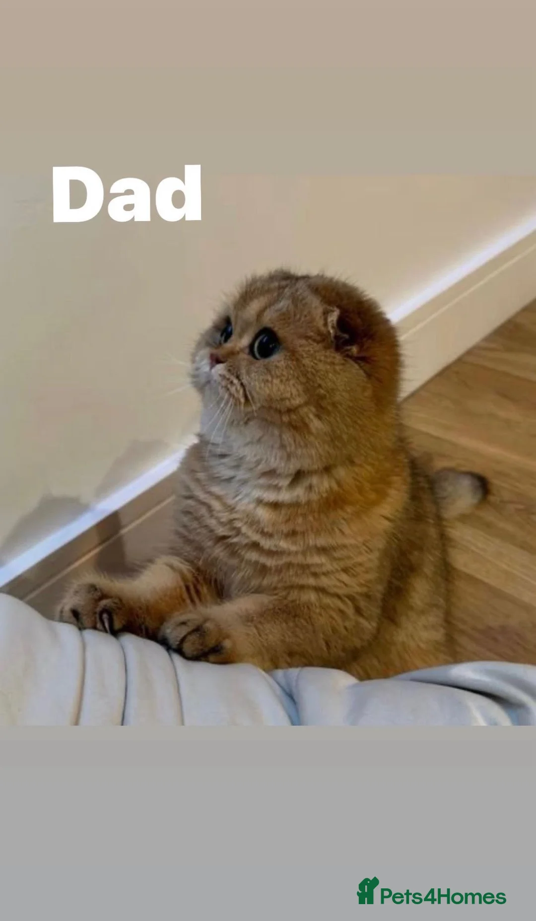 British Shorthair cats for sale: Beautiful British Shorthair Kittens  - Advert 18