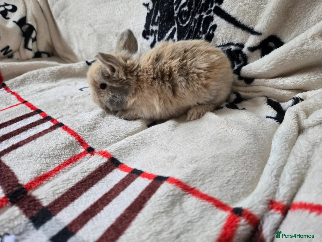 Mini Lop rabbits for sale: Stunning mini lop bunnies - Advert 16