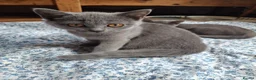British Shorthair cats for sale: Last beautiful female ready for forever home - Advert 1