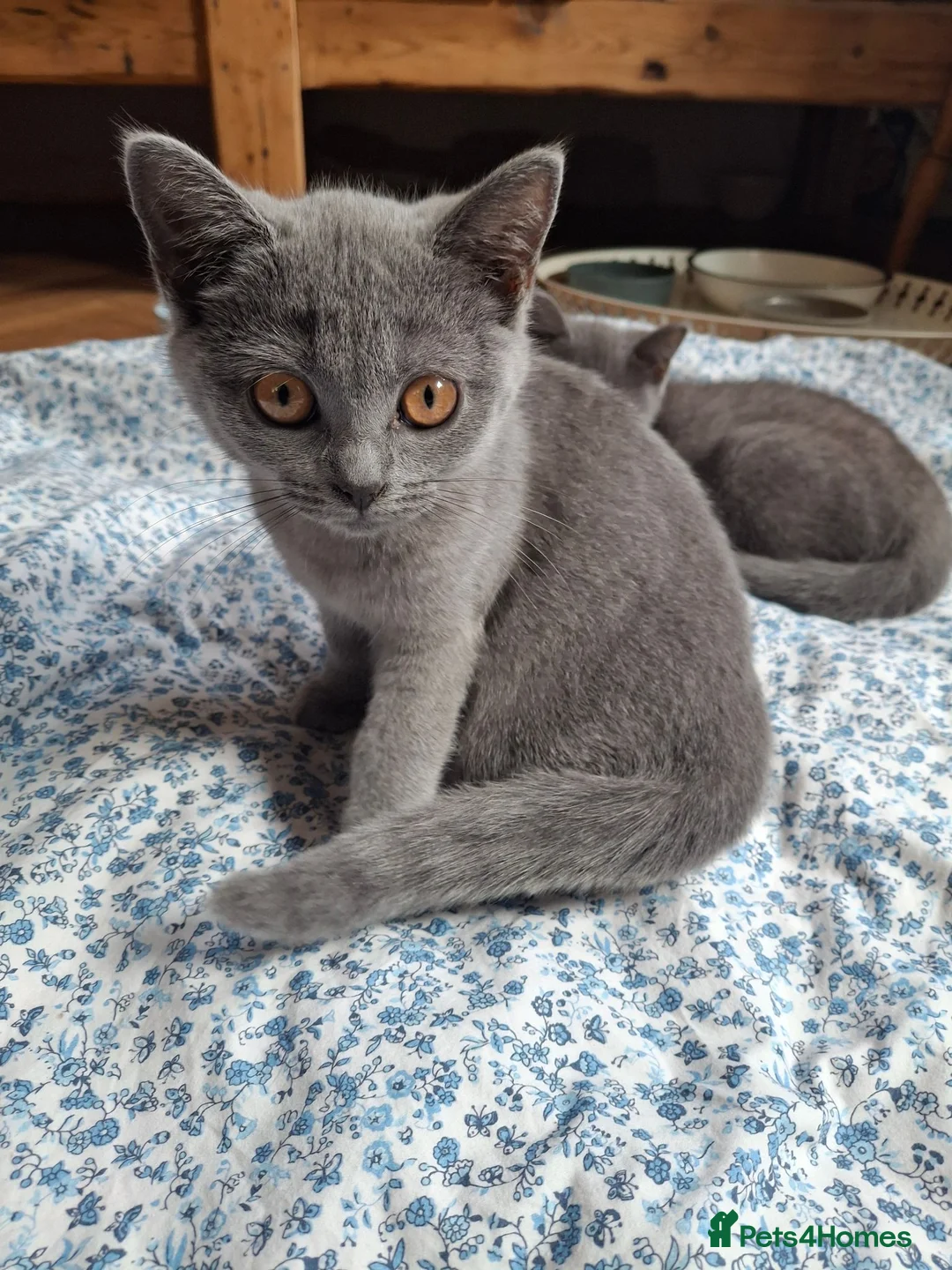 British Shorthair cats for sale: Last beautiful female ready for forever home - Advert 1