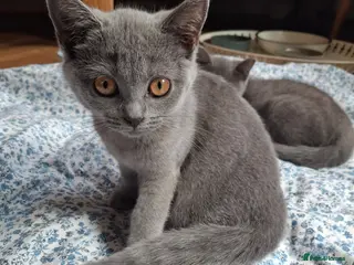 British Shorthair cats Last beautiful female ready for forever home - Advert 1