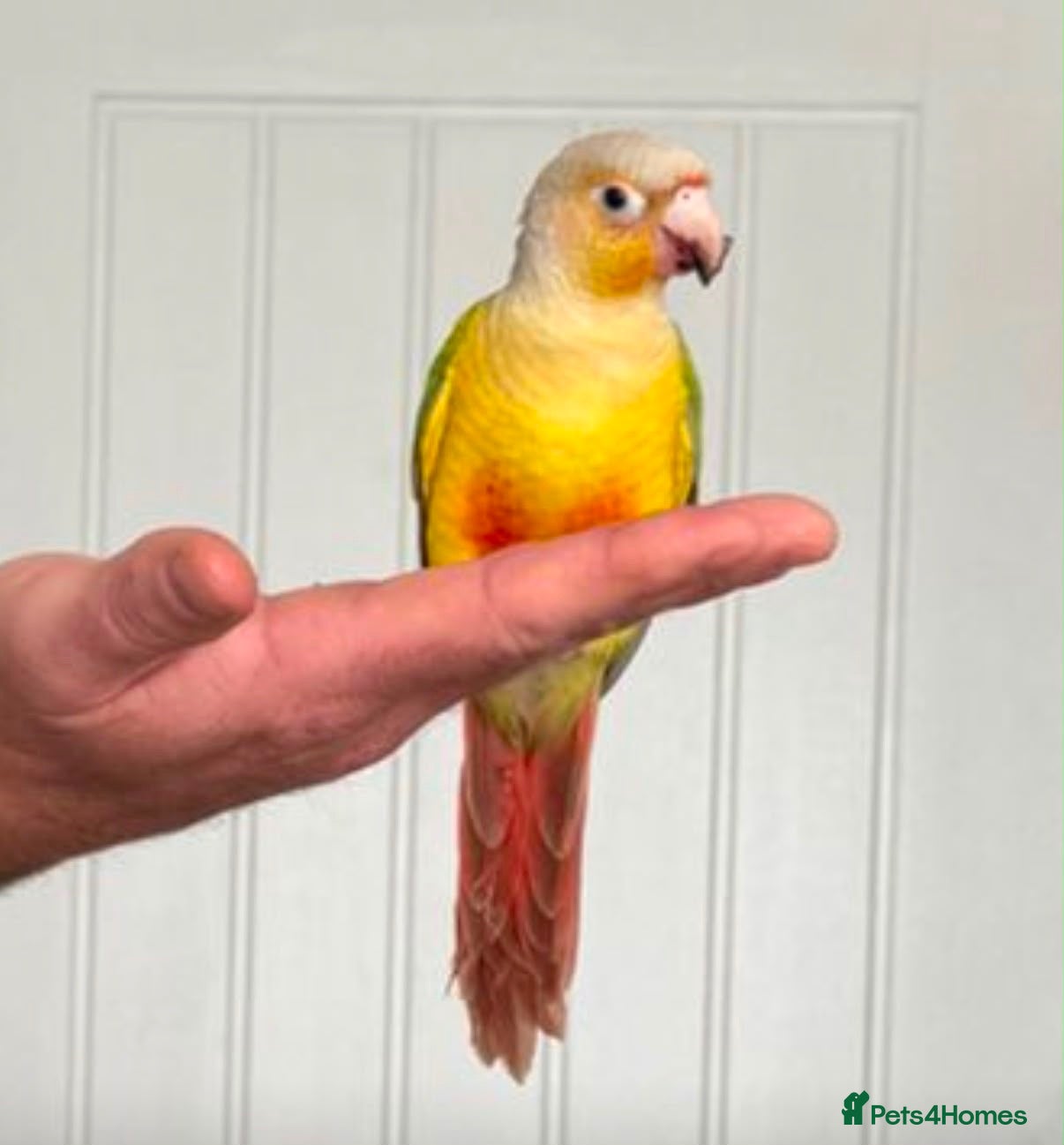 Conures birds Pineapple green cheek conure Male  - Advert 12
