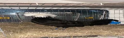 Chickens poultry for sale: Poland large fowl - Advert 4