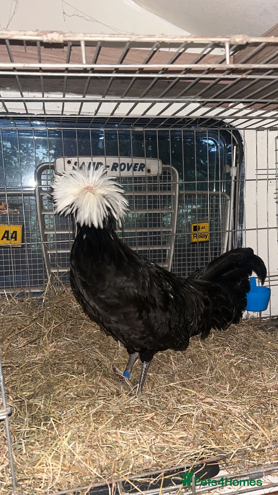 Chickens poultry for sale: Poland large fowl - Advert 4