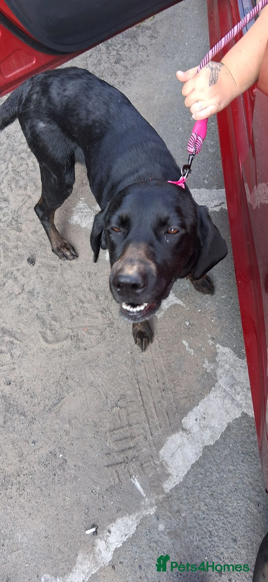 Labrador Retriever dogs for sale: Black labourer  - Advert 3