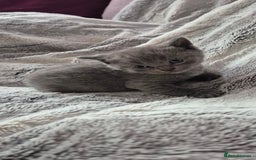 Scottish Fold cats for sale: Scottish fold and straight kittens  - Image 17