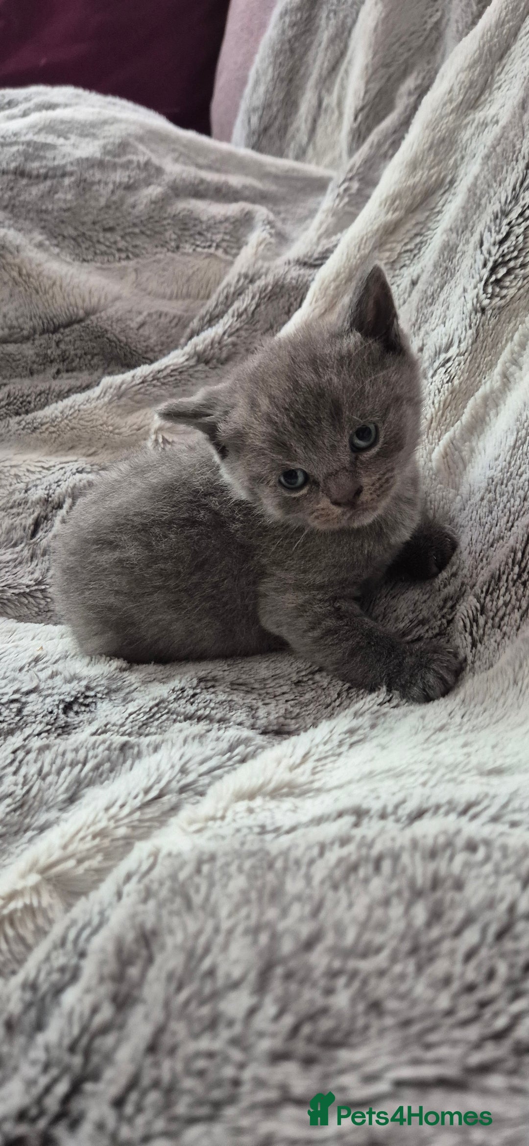 Scottish Fold cats for sale: Scottish fold and straight kittens  - Image 17