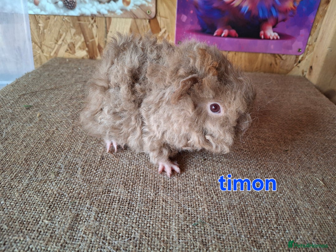 Guinea Pig rodents for sale: Lunkarya  - Image 3