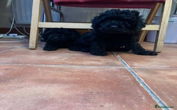 Mixed Breed dogs for sale: Hungarian puli cross miniature poodle puppies - Image 7
