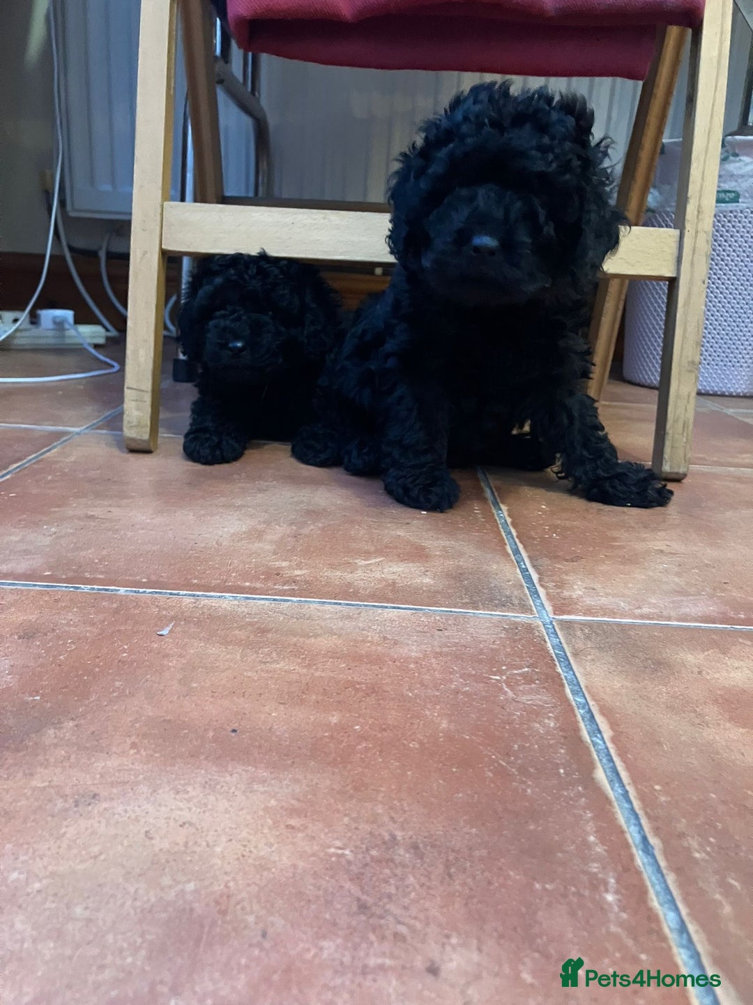 Mixed Breed dogs for sale: Hungarian puli cross miniature poodle puppies - Image 7