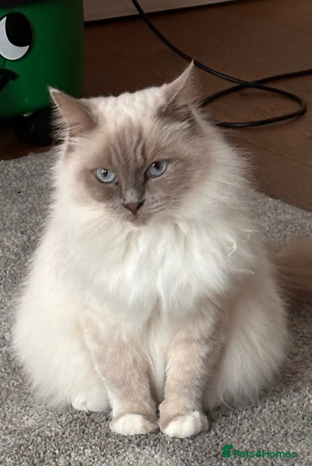 Ragdoll cats Beautiful 4yr old Blue Sealpoint Ragdoll - Advert 1