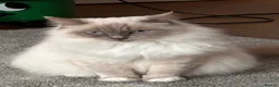 Ragdoll cats for sale: Beautiful 4yr old Blue Sealpoint Ragdoll - Advert 1