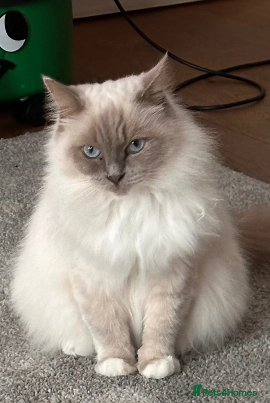 Ragdoll cats for sale: Beautiful 4yr old Blue Sealpoint Ragdoll - Advert 1