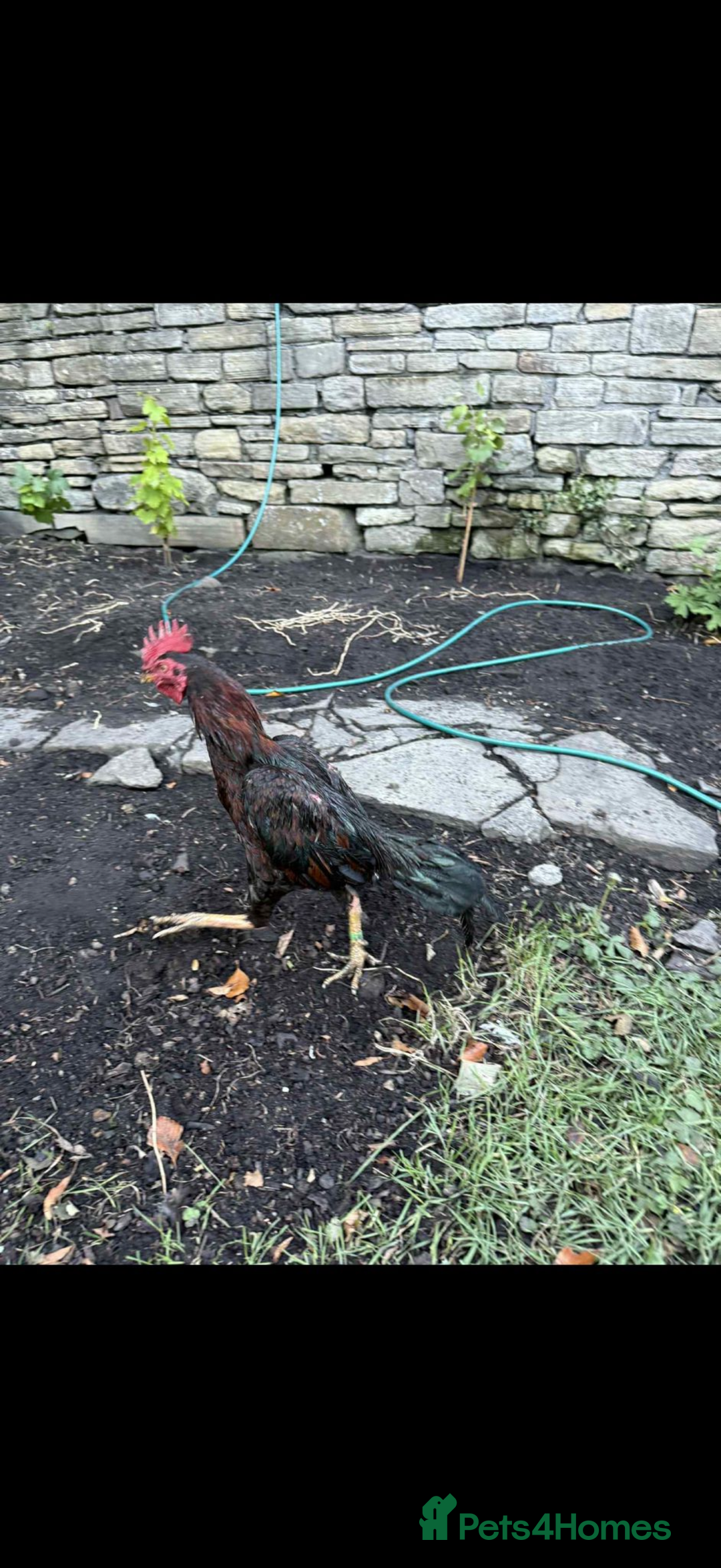 Chickens poultry for sale: Aseel rooster hens mianwali begum cheena saleta - Image 2