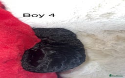 Cockapoo dogs for sale: F1B cockapoos (Merls & Solid Black) - Advert 5