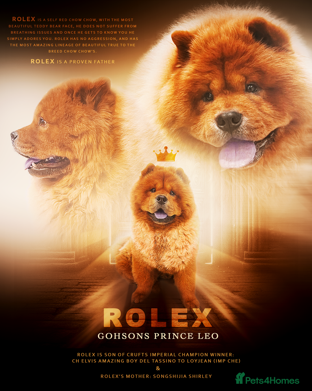 Chow Chow dogs for stud: ROLEX… Son of Crufts Imperial Champion  - Image 1