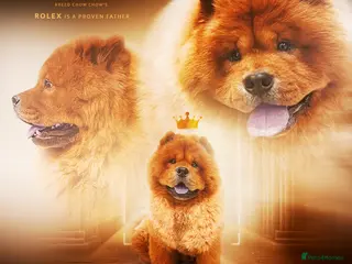 Chow Chow dogs ROLEX… Son of Crufts Imperial Champion - Advert 2