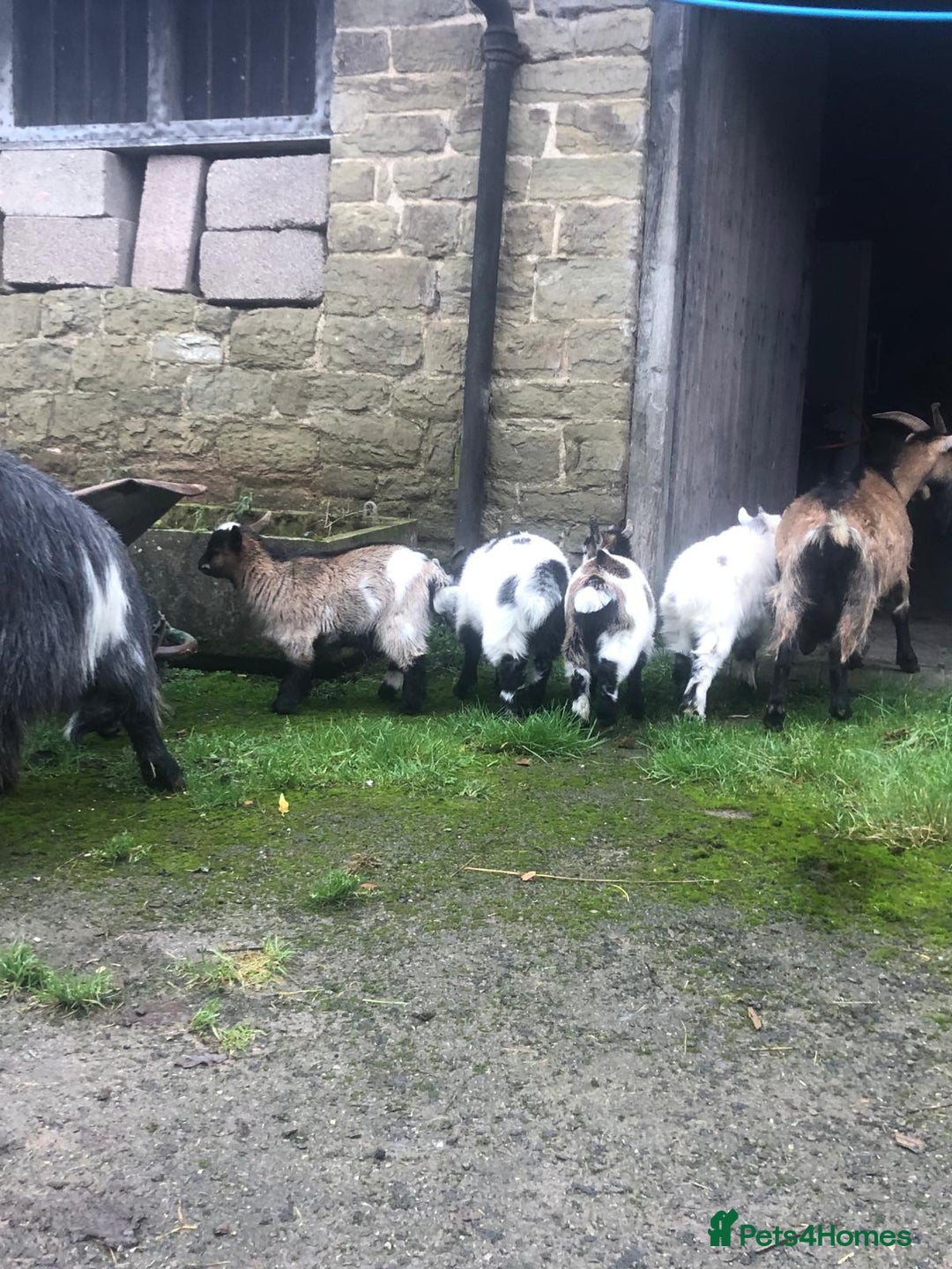 Goats livestock for sale: Pygmy kids for sale  - Advert 4