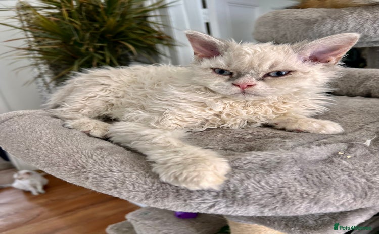 Selkirk Rex cats - Advert 2