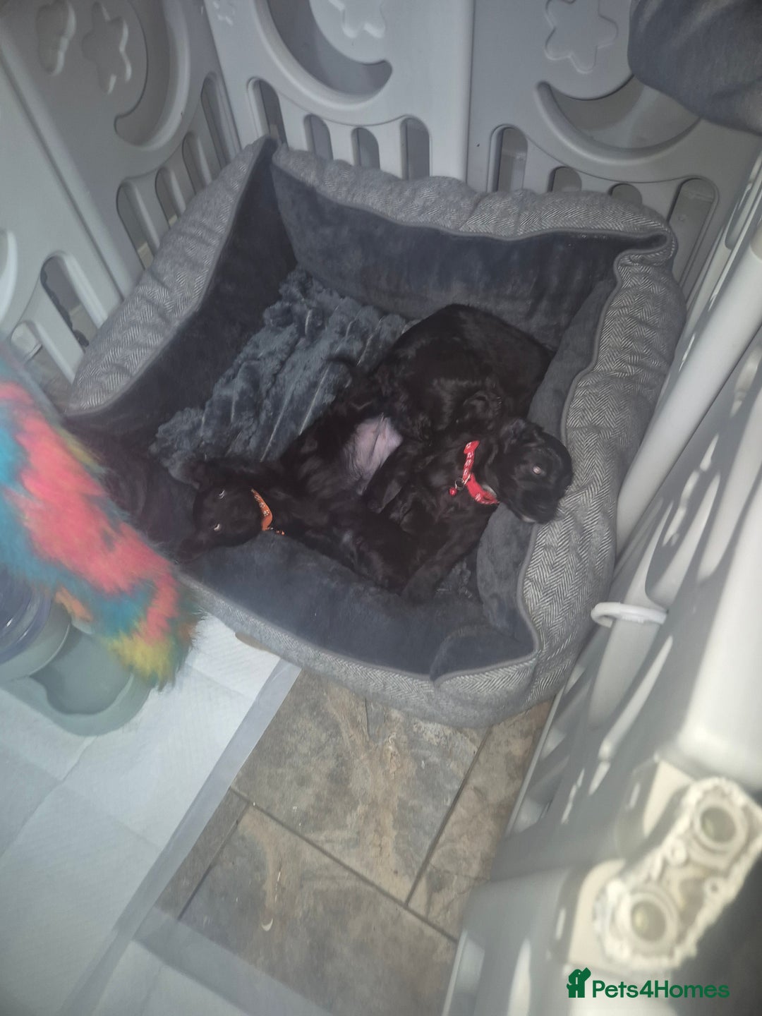 Cocker Spaniel dogs for sale: Working cocker pups - Advert 5