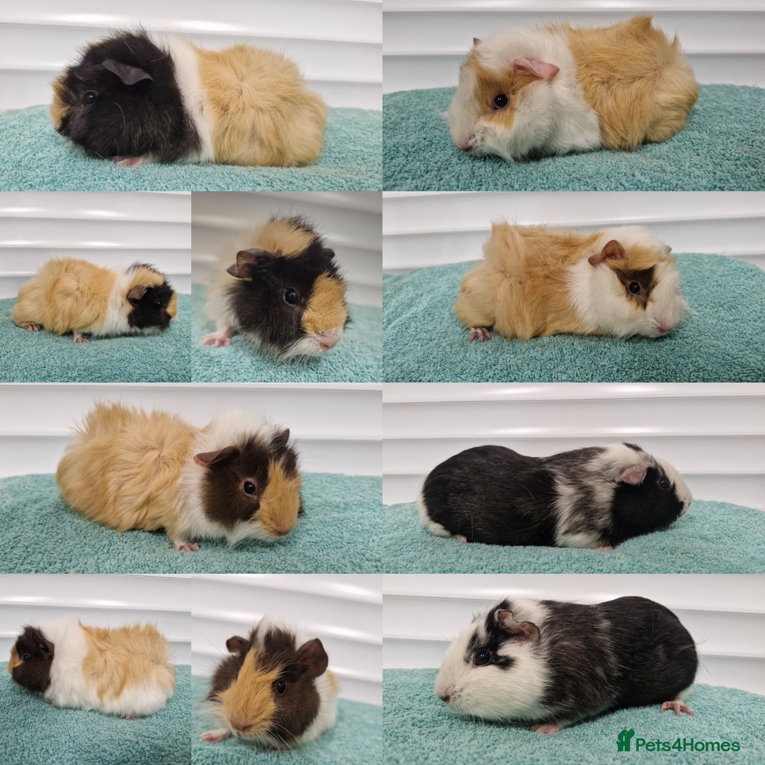 Guinea Pig rodents Baby guinea pigs - boys & girls available  - Advert 4
