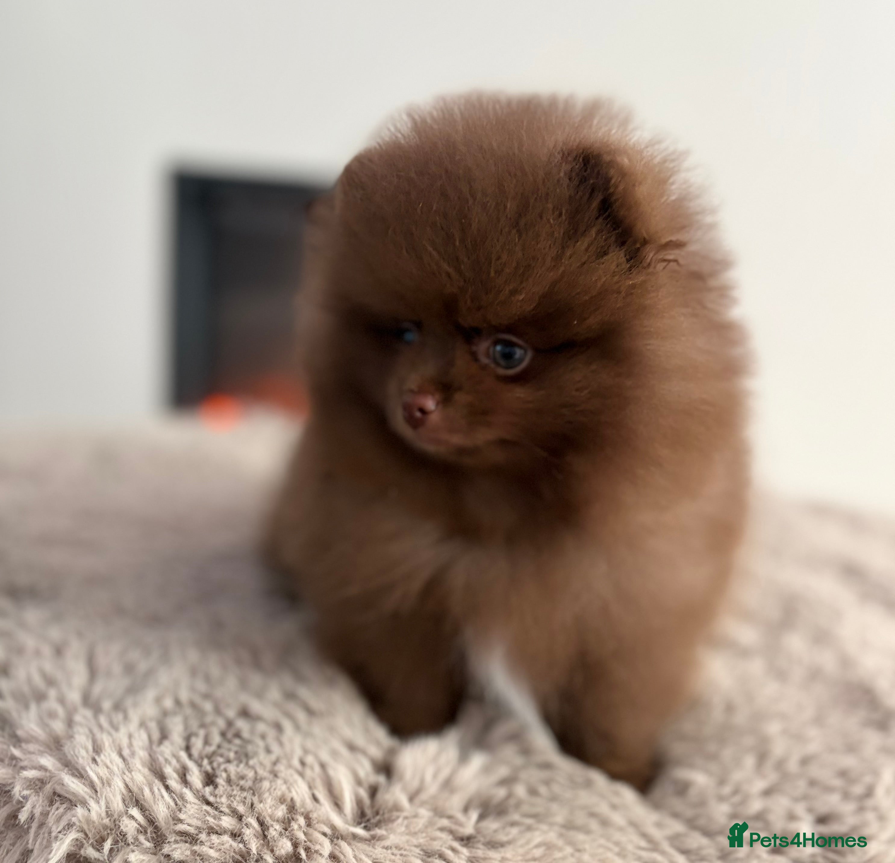 Pomeranian dogs True type Pom puppy’s KC READY TO GO🐾🤎🥰🤩🐾 - Advert 15