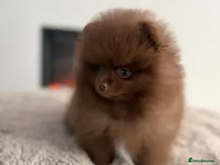 Pomeranian dogs True type Pom puppy’s KC READY TO GO🐾🤎🥰🤩🐾 - Advert 15