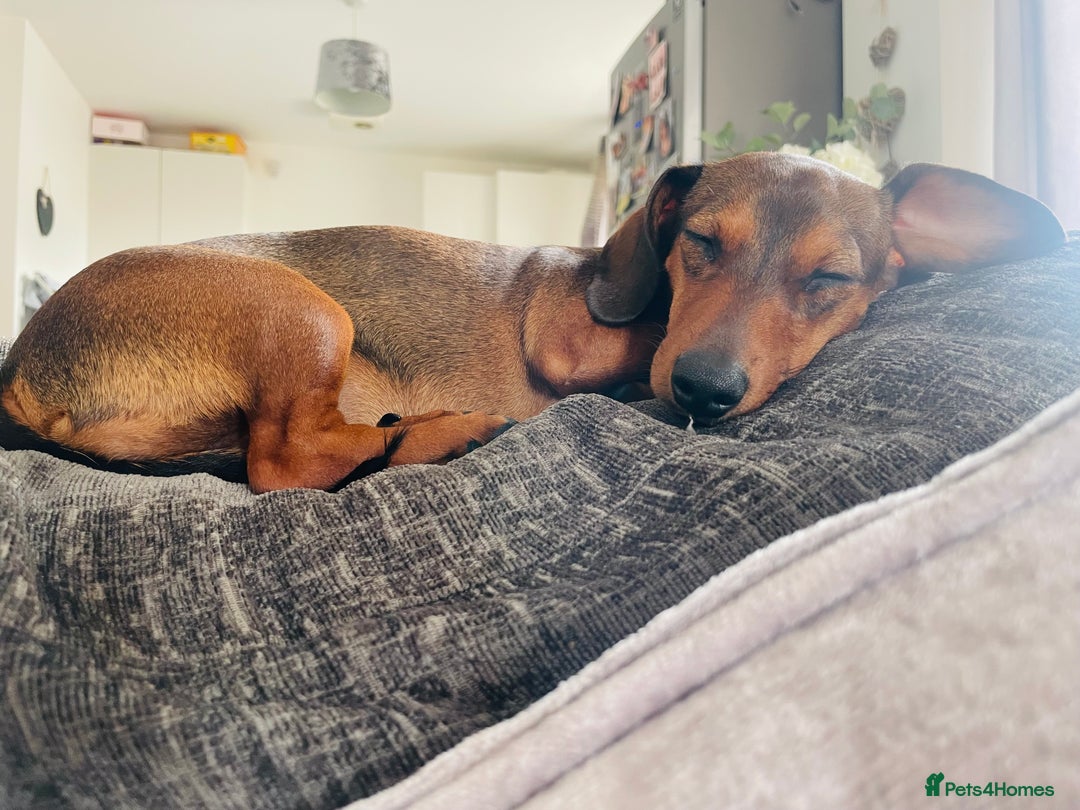 Dachshund dogs for sale: Fifi  - Image 2
