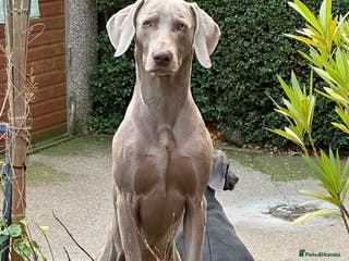 Weimaraner dogs Stud looking for love! in Grimsby - Advert 2